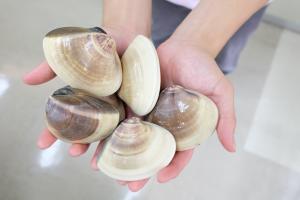 鹿島灘はまぐり