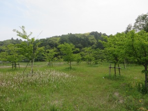 津賀城址公園