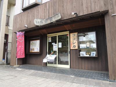 ココシカ
