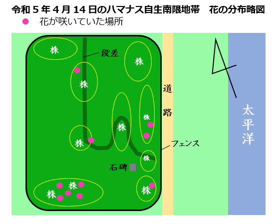 令和5年4月14日のハマナス自生南限地帯　花の分布略図