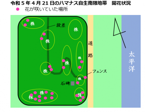 令和5年4月21日のハマナス開花状況