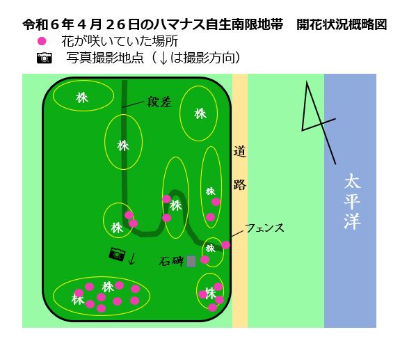 令和6年4月26日のハマナス自生南限地帯　開花状況概略図