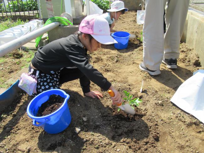 苗植えの様子
