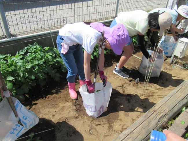 苗植えの様子