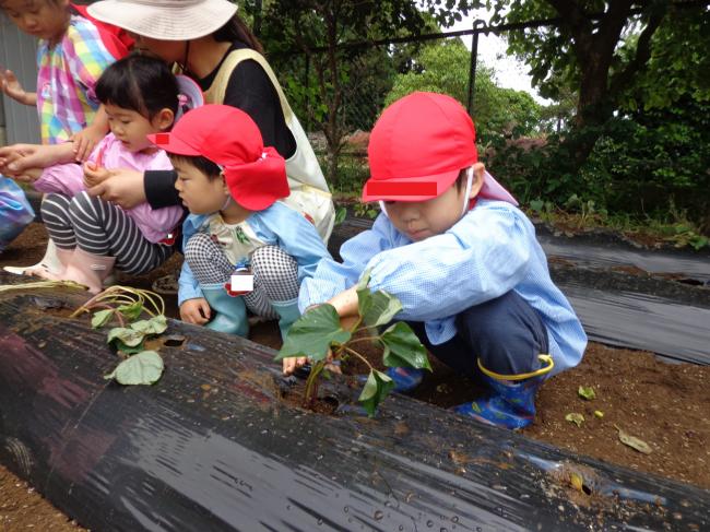 イモ苗植え・年中組