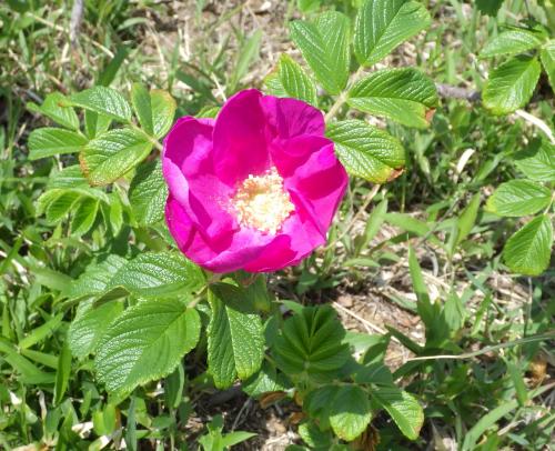 ハマナスR070421開花