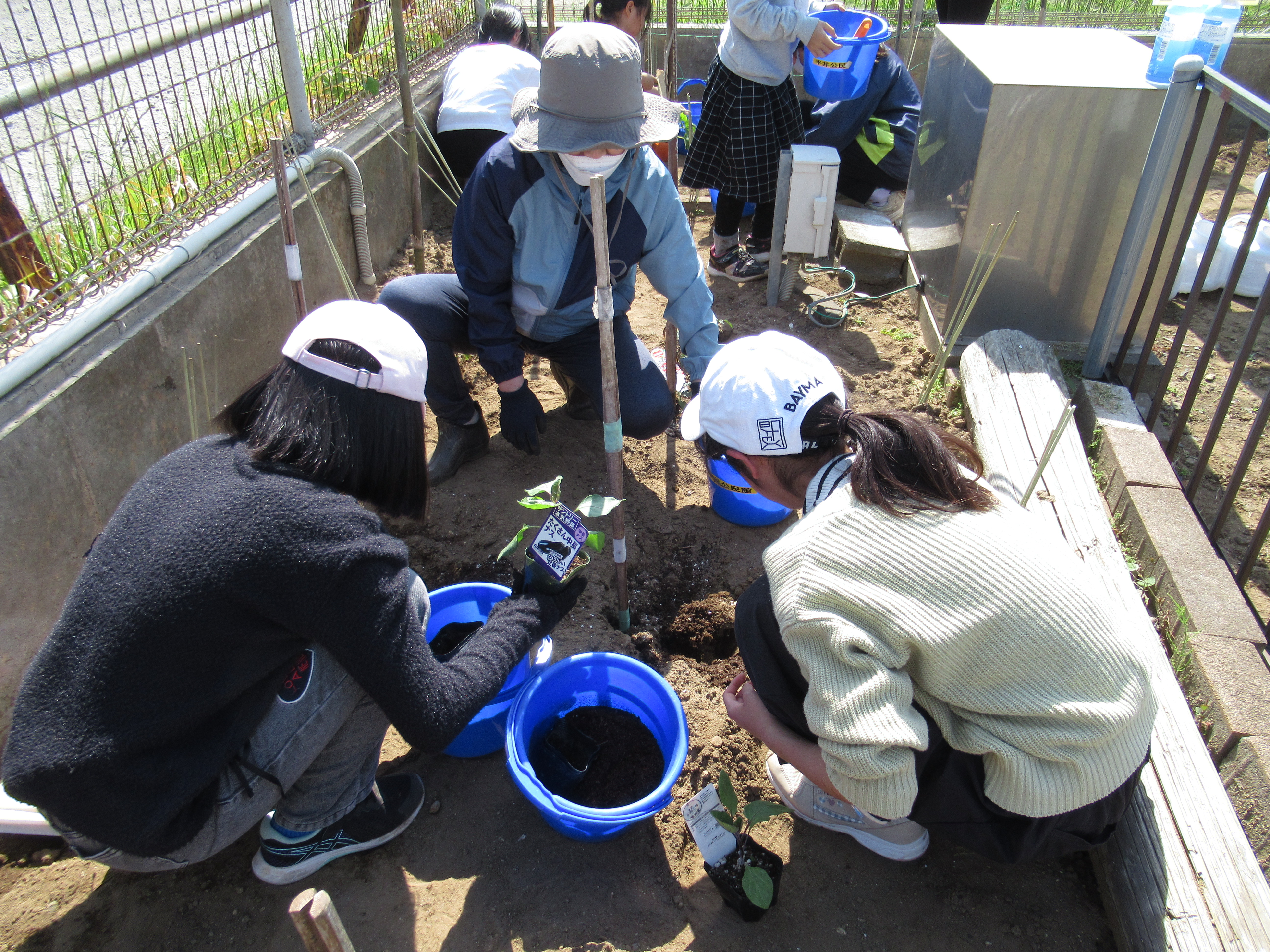 苗植えの様子