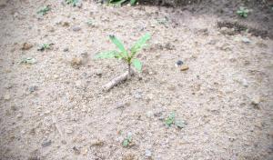 キバナコスモスの芽がでました。6月4日撮影