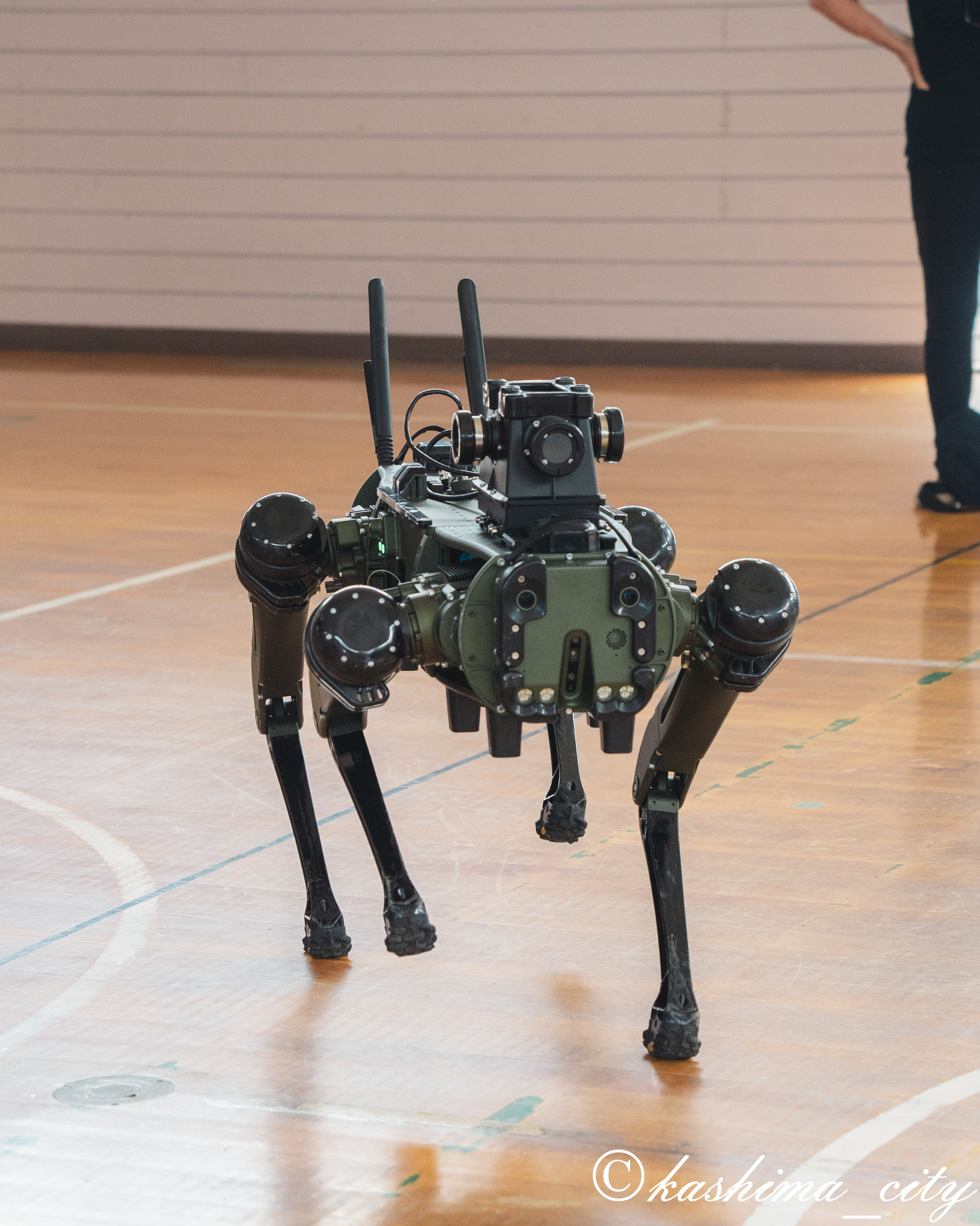 ロボット犬の展示