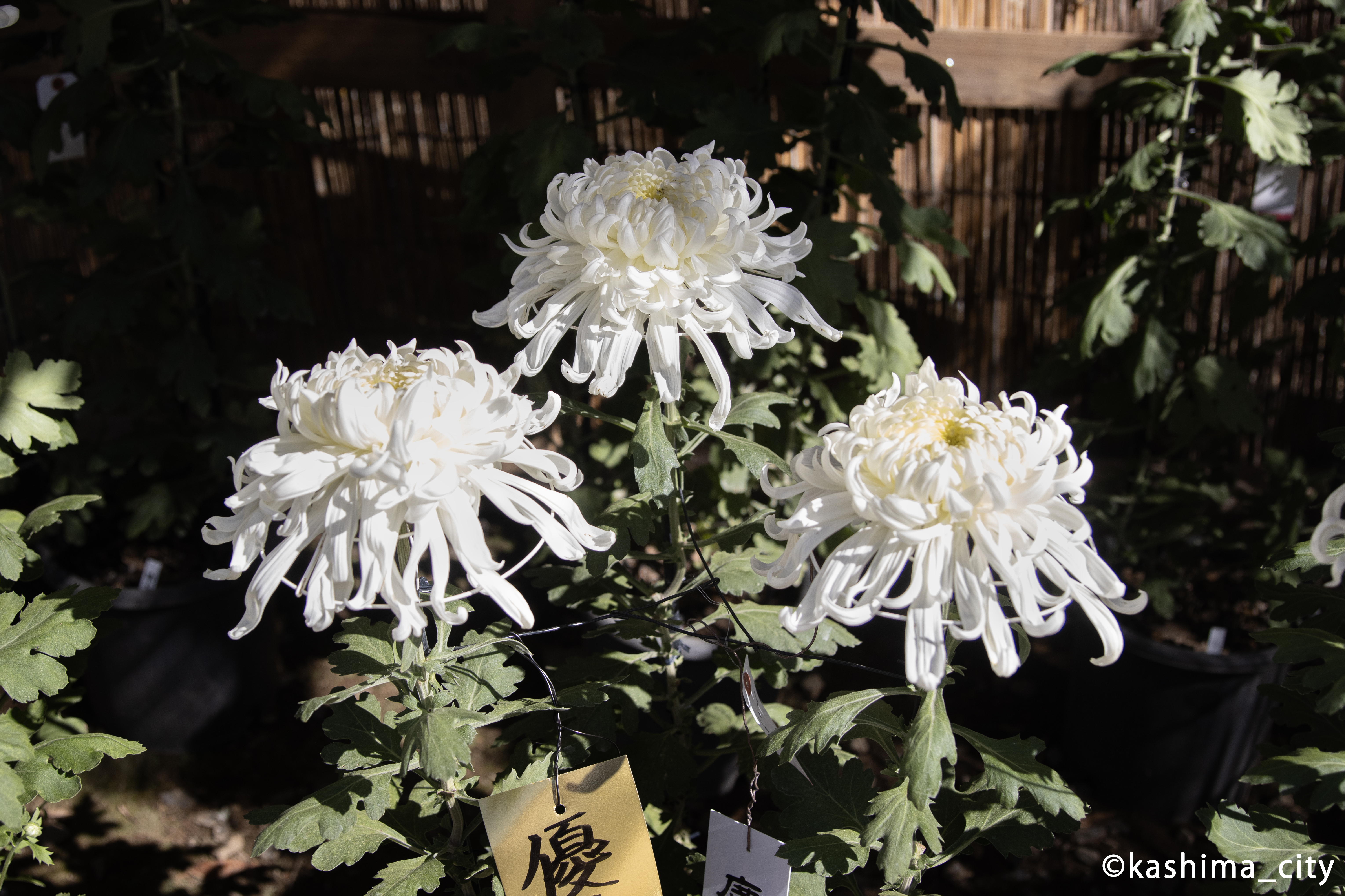 白い菊