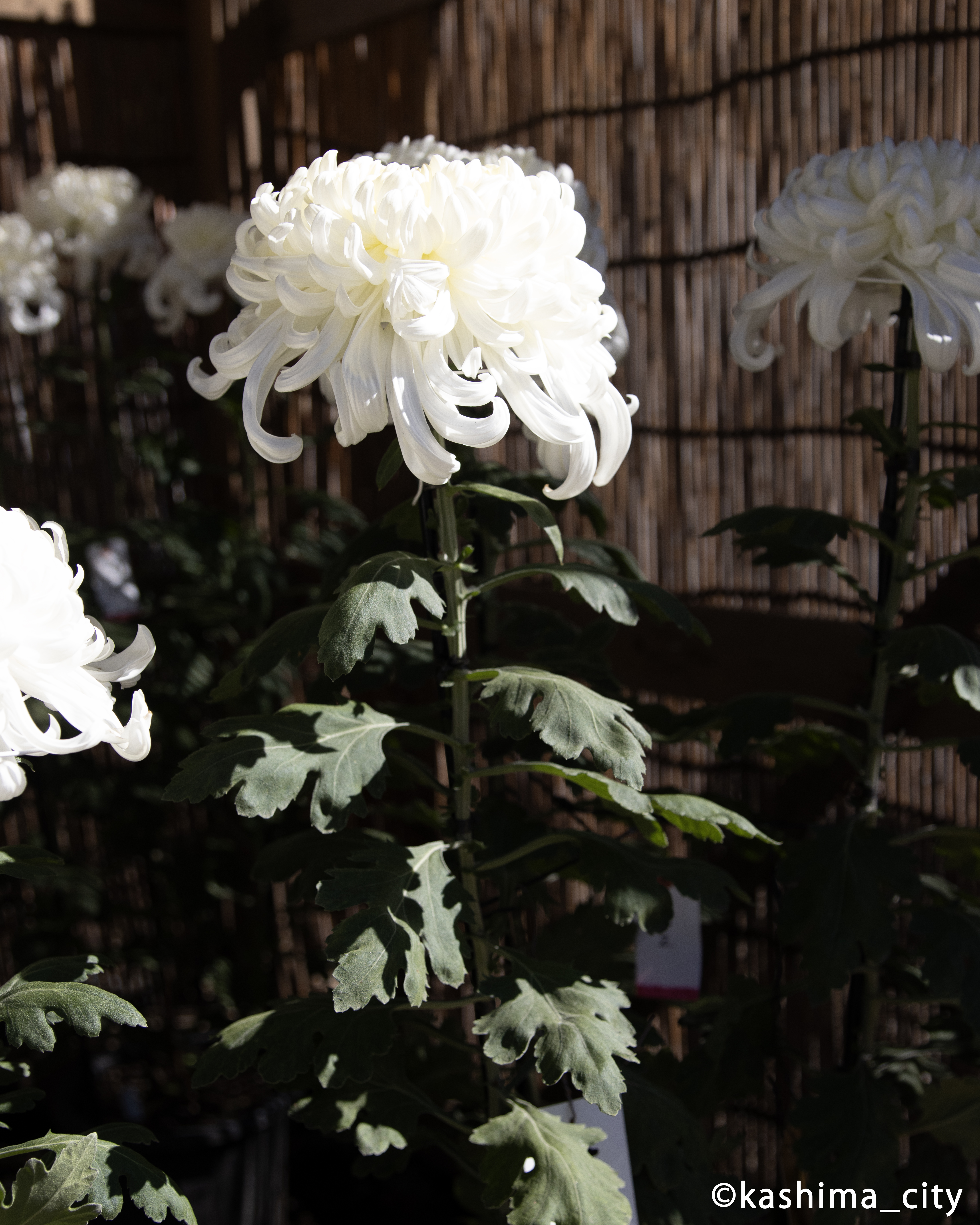 白い菊