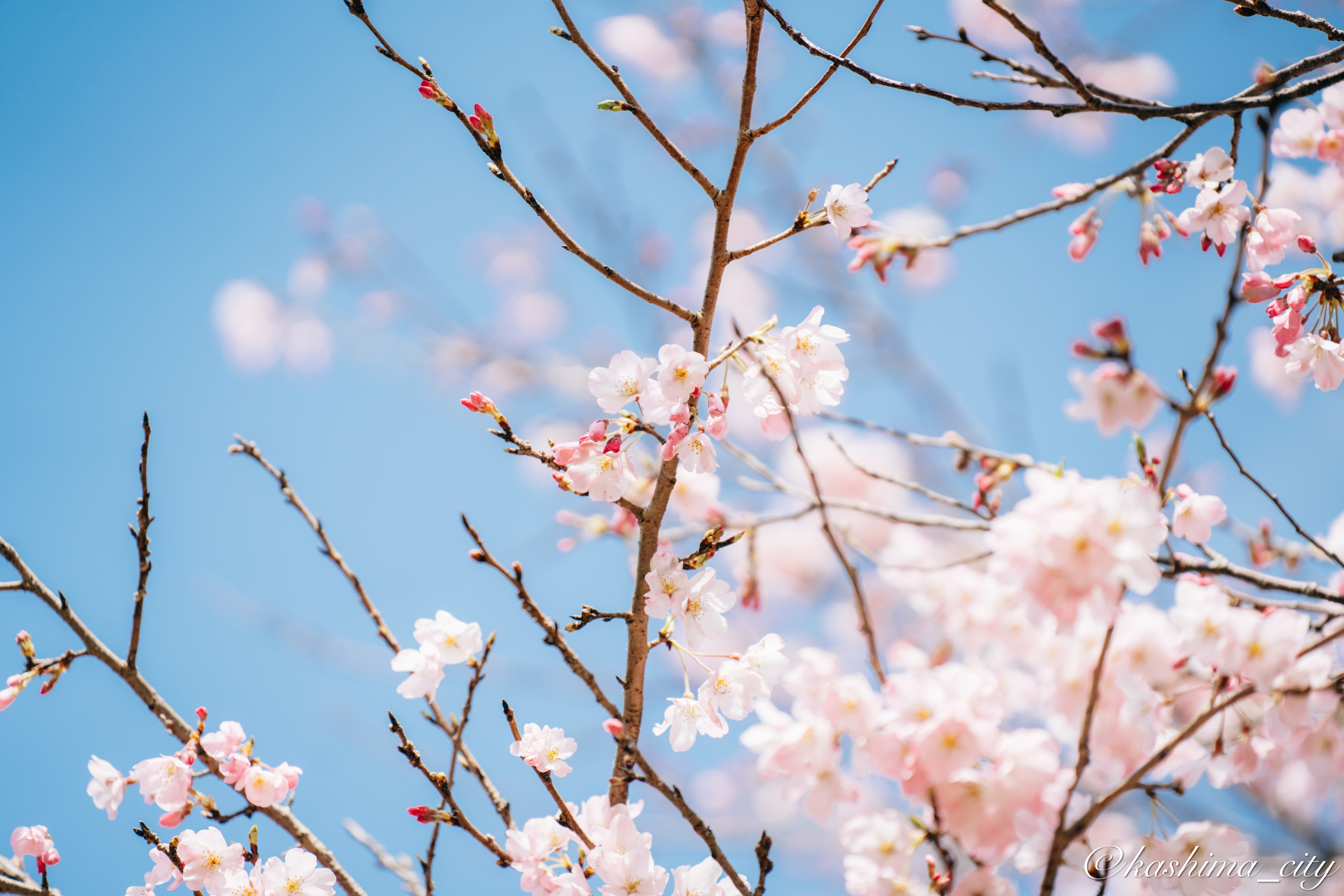 桜の花