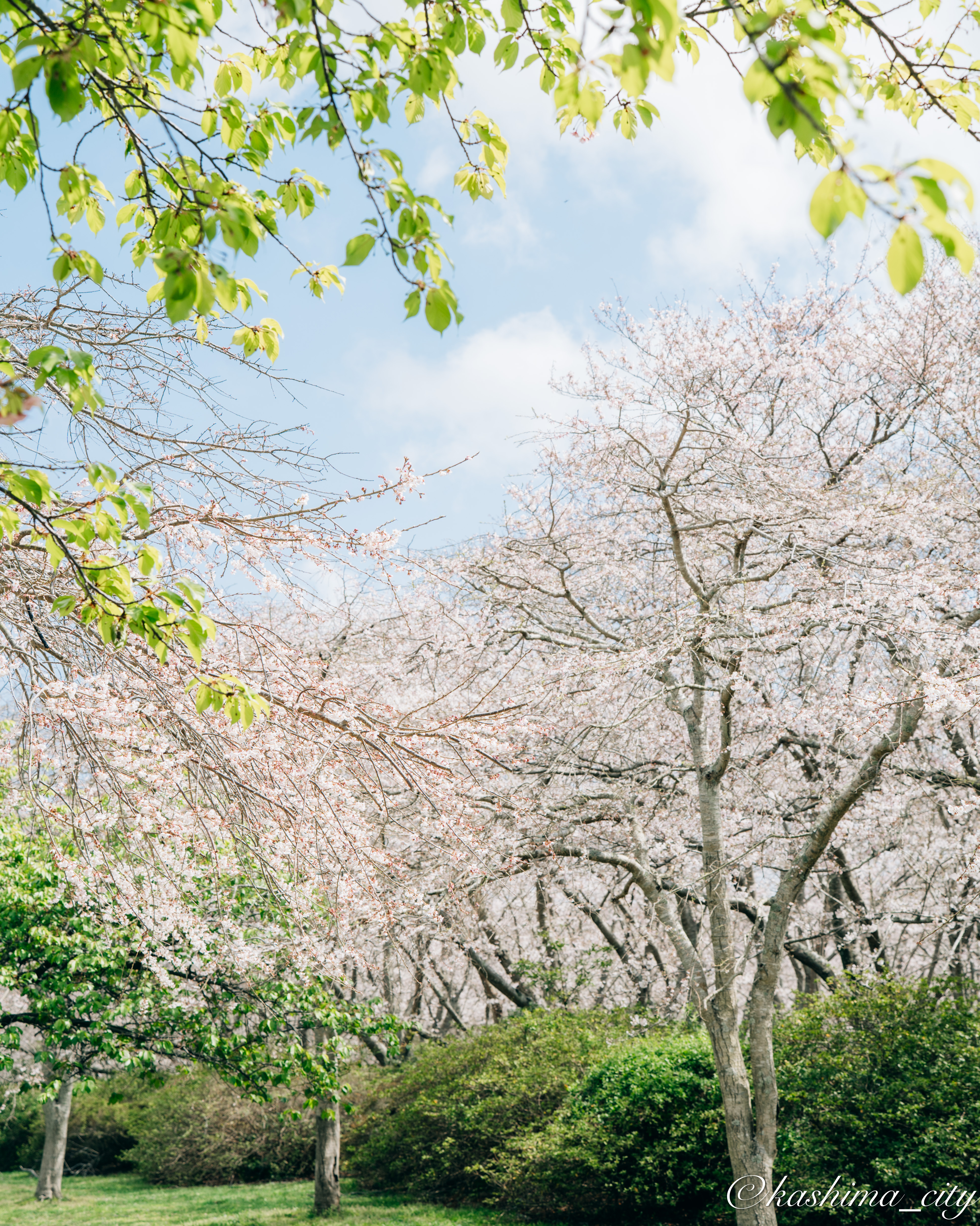 新緑と桜の木
