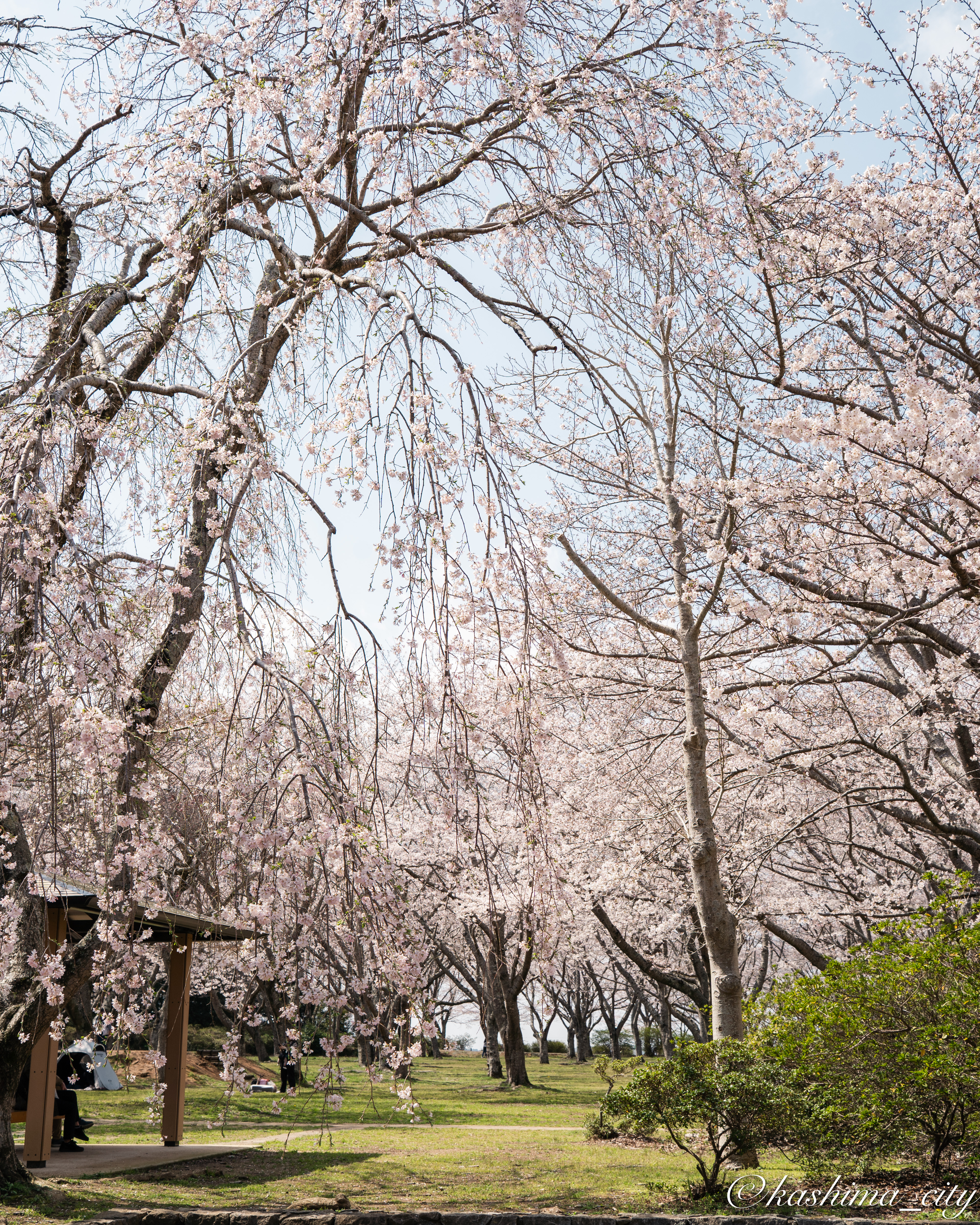 しだれ桜