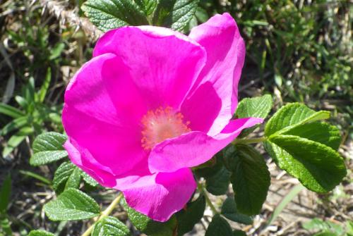 令和8年4月20日　ハマナスの花01