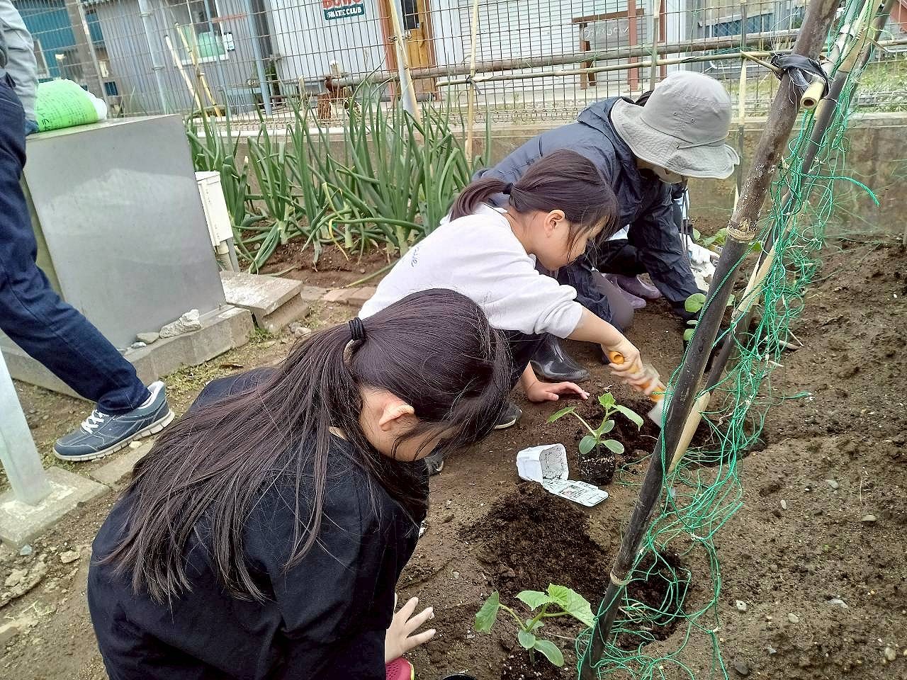 野菜苗植えの様子