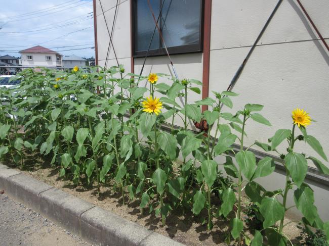花壇