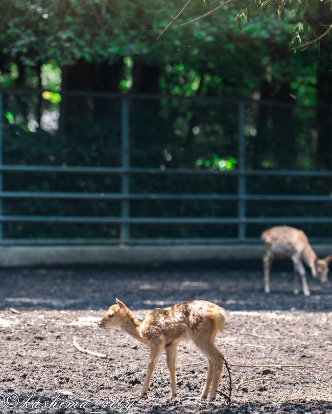 鹿島神宮の鹿の赤ちゃん